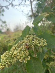 Apis mellifera