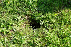 Spermophilus citellus