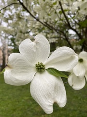 Cornus