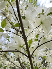 Cornus