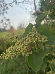 Apis mellifera