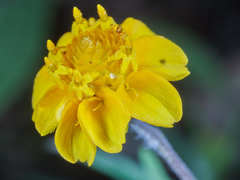 Melampodium linearilobum