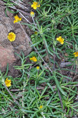 Melampodium linearilobum