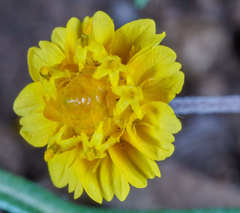 Melampodium linearilobum