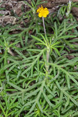 Melampodium linearilobum