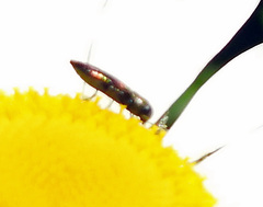 Agrilaxia flavimana
