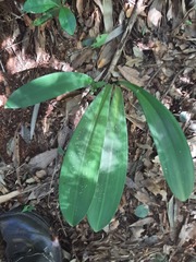 Hippeastrum reticulatum