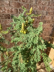 Erythrostemon gilliesii