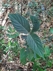 Justicia carnea