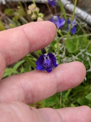 Delphinium uliginosum