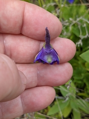 Delphinium uliginosum