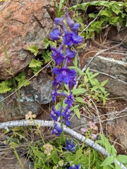 Delphinium uliginosum