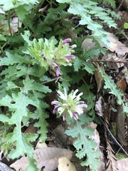 Pedicularis dudleyi