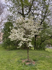 Cornus