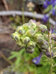 Delphinium uliginosum