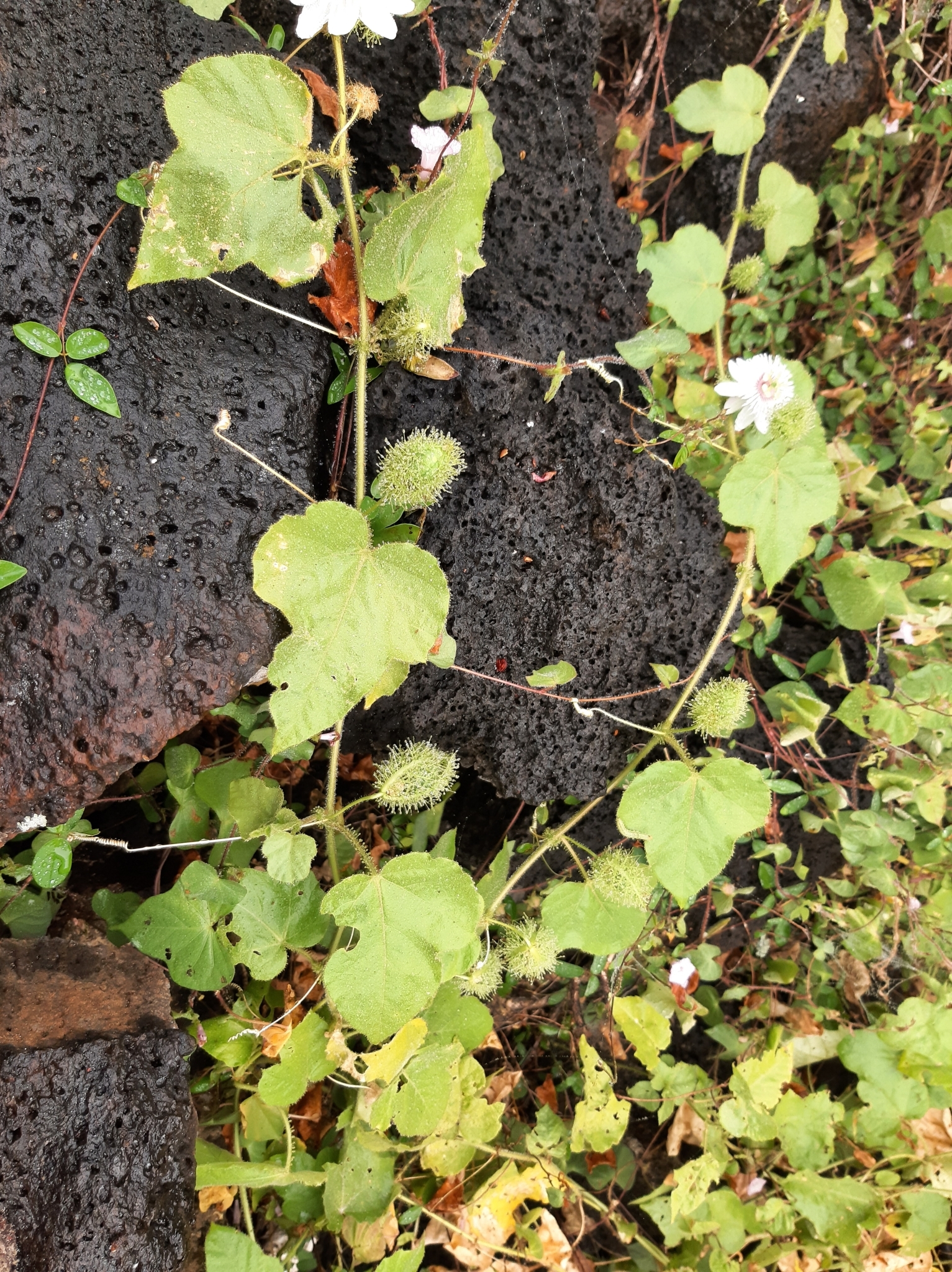 Passiflora vesicaria image