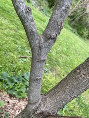 Cornus