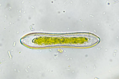 Surirella librile