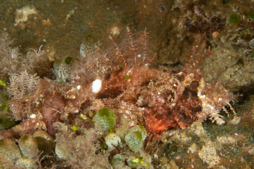 Raggy scorpionfish (Scorpaenopsis venosa) — Scorpaenidae