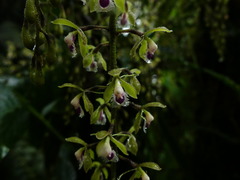Epidendrum goodspeedianum