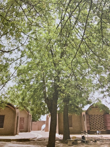 Neem
