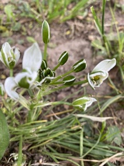 Ornithogalum umbellatum