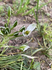 Ornithogalum umbellatum