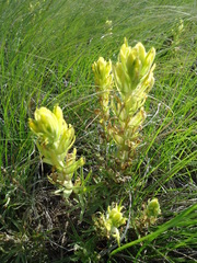 Castilleja citrina