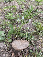 Ornithogalum umbellatum