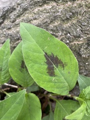 Persicaria virginiana