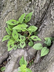 Persicaria virginiana