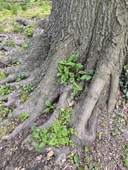 Persicaria virginiana
