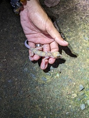 Cyrtodactylus intermedius