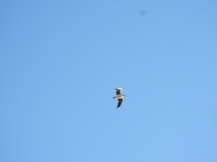 Chroicocephalus maculipennis