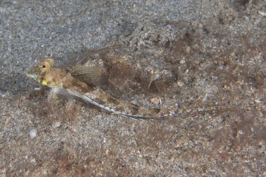 Callionymus neptunius