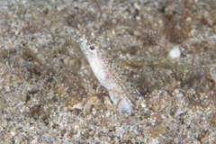 Trichonotus elegans