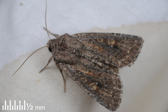Ichneutica sollennis