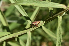Apiomerus flaviventris