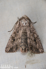 Ichneutica insignis