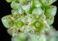 Karwinskia calderonii