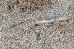 Trichonotus elegans