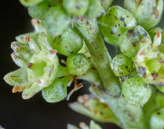 Karwinskia calderonii