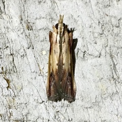 Ancylostomia stercorea