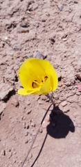 Calochortus aureus