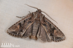 Ichneutica insignis