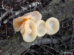 Aleurodiscus vitellinus