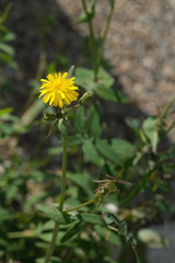 Sonchus tenerrimus