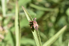 Apiomerus flaviventris