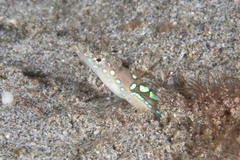 Trichonotus elegans