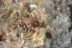 Dendrochirus brachypterus